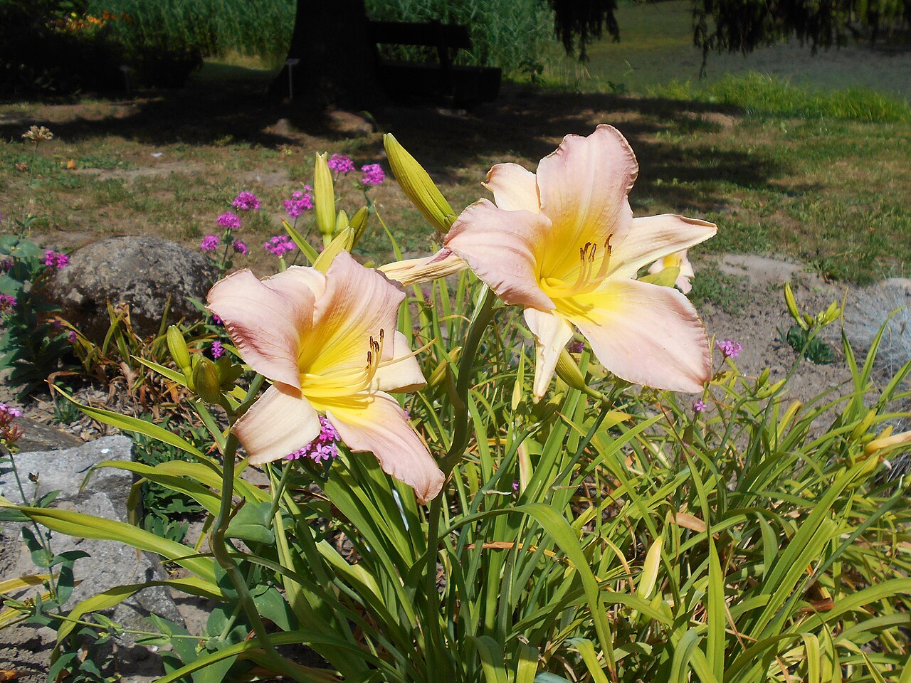Лилейник Кэтрин Вудбери (Hemerocallis 'Catherine Woodbery') — бледно-розово-лавандовые цветки с жёлто-зелёным зевом