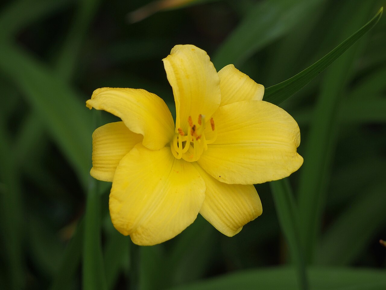 Лилейник Стелла де Оро (Hemerocallis 'Stella de Oro') — раскрытый жёлтый цветок на фоне узких линейных листьев