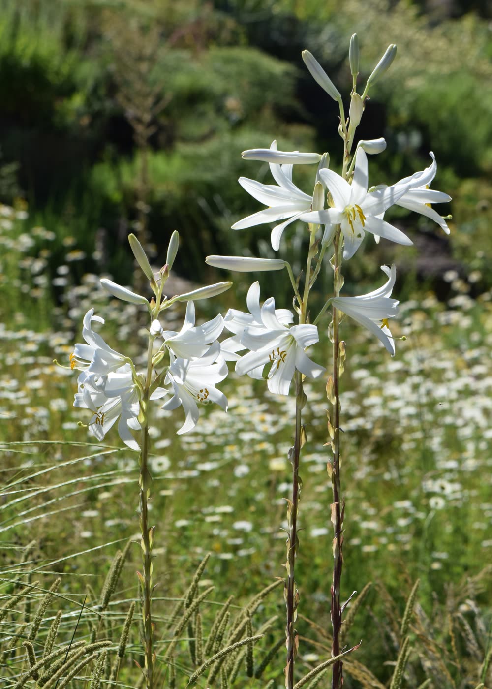 Лилия белоснежная (Lilium candidum) — цветки крупным планом