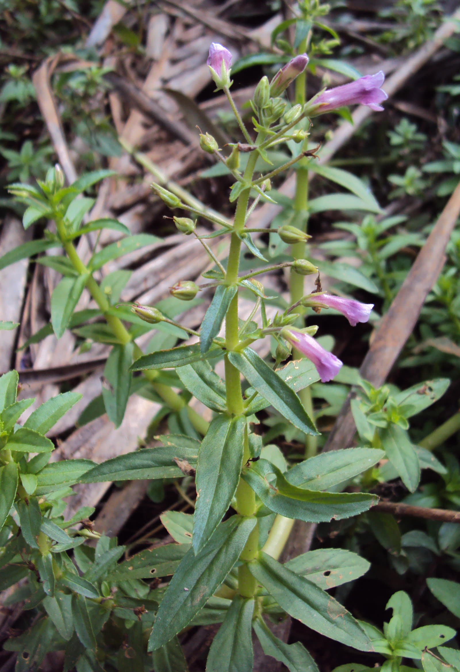 Лимнофила ароматная (Limnophila aromatica) — узкие листья, расходящиеся мутовками вокруг узлов стебля