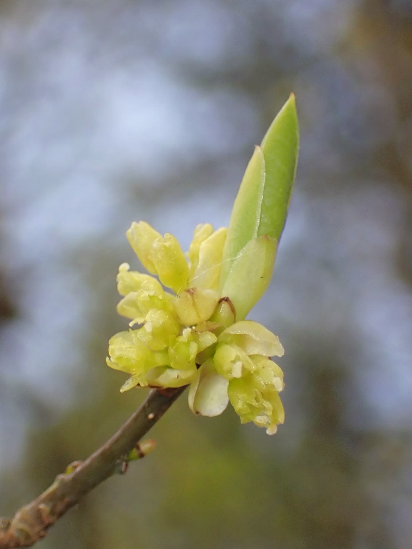 Линдера бензоин (Lindera benzoin) — цветение мелкими жёлтыми цветками на голых ветвях ранней весной