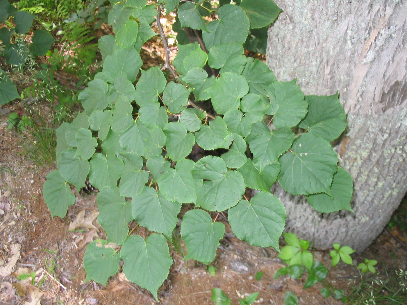 Липа американская (Tilia americana) — крупные сердцевидные листья