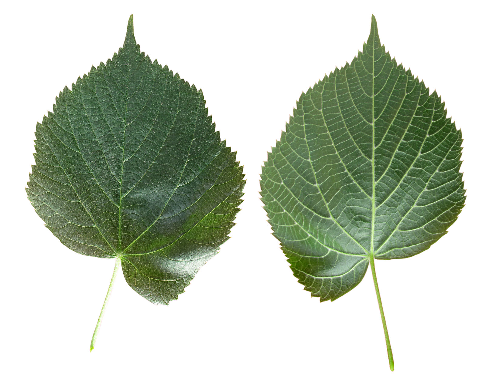 Липа крупнолистная (Tilia platyphyllos) — внешний вид растения
