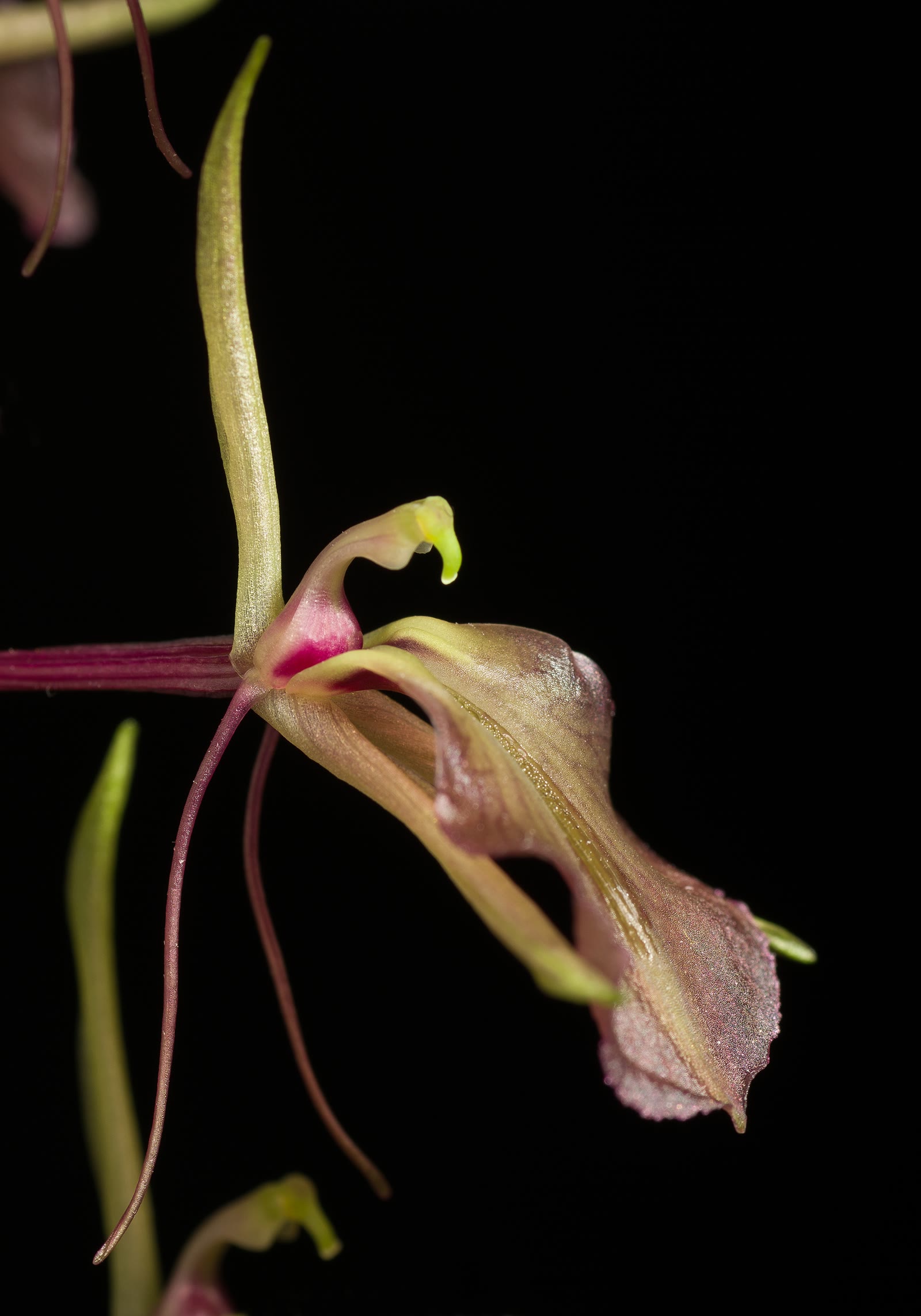 Липарис (Liparis japonica / Liparis makinoana) — крупный план цветка с широкой веерообразной губой