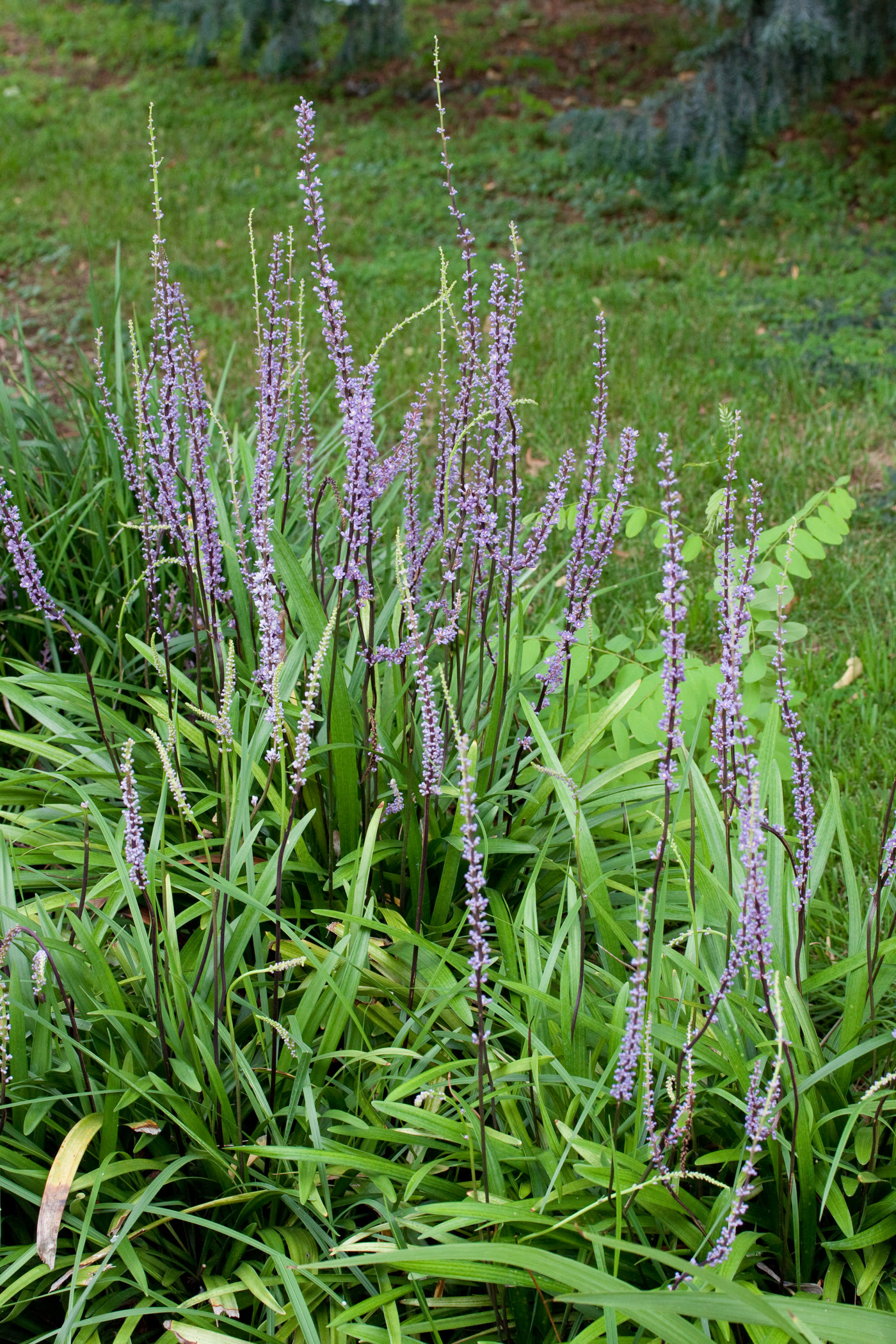 Лириопе мускари (Liriope muscari) — внешний вид растения