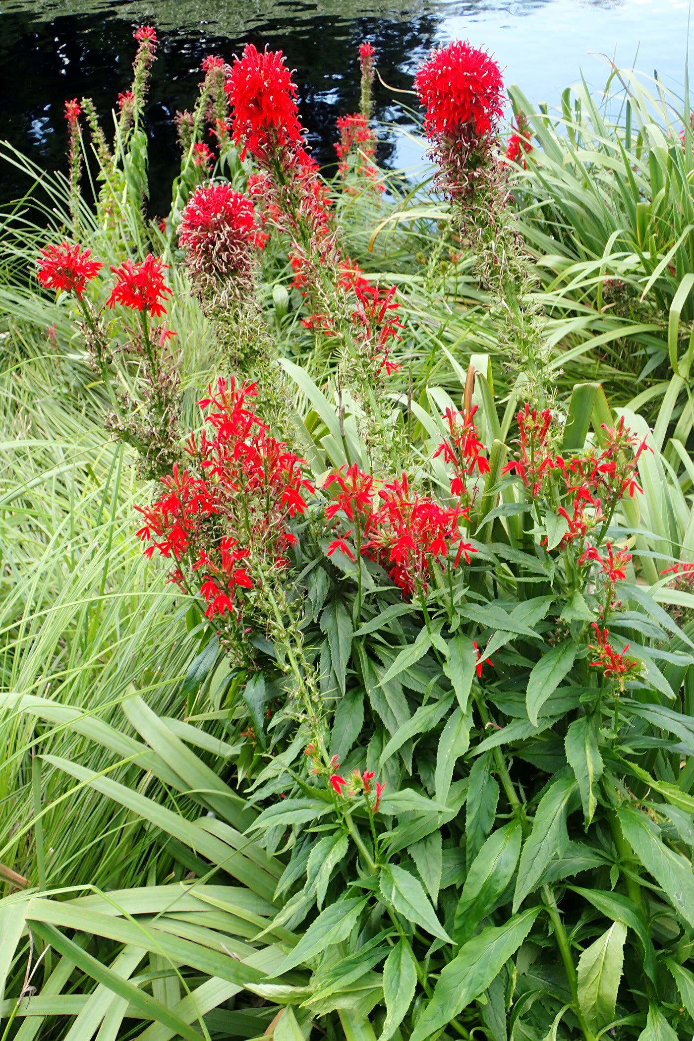 Лобелия кардинальская (Lobelia cardinalis) — внешний вид растения