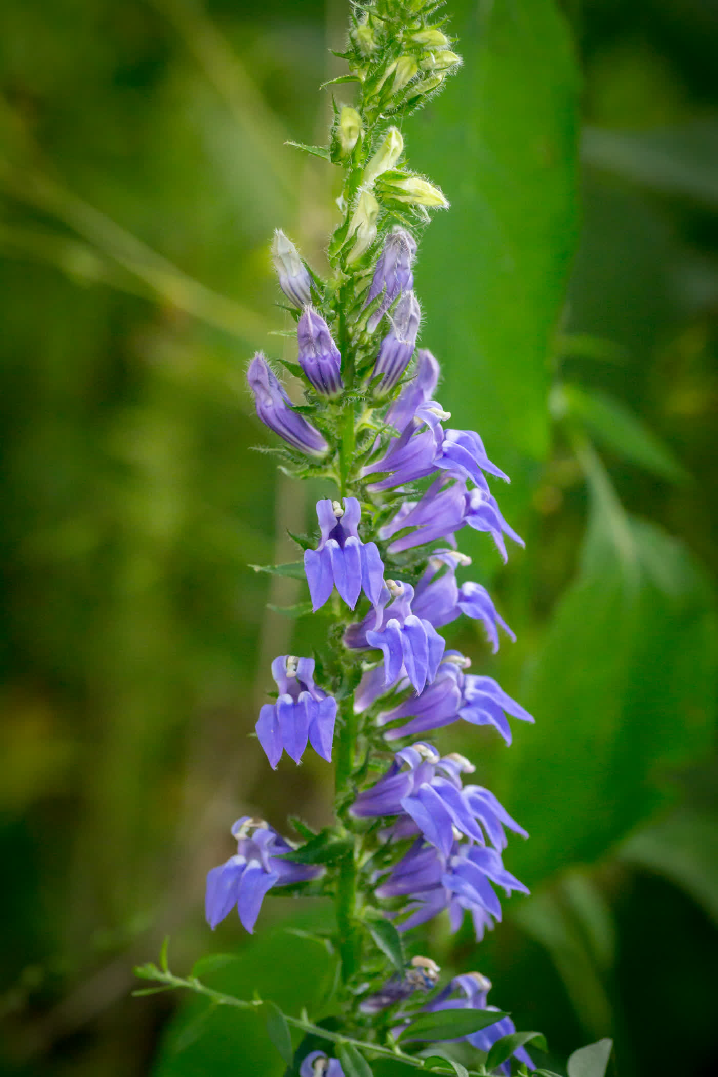 Лобелия сифилитическая (Lobelia siphilitica) — внешний вид растения