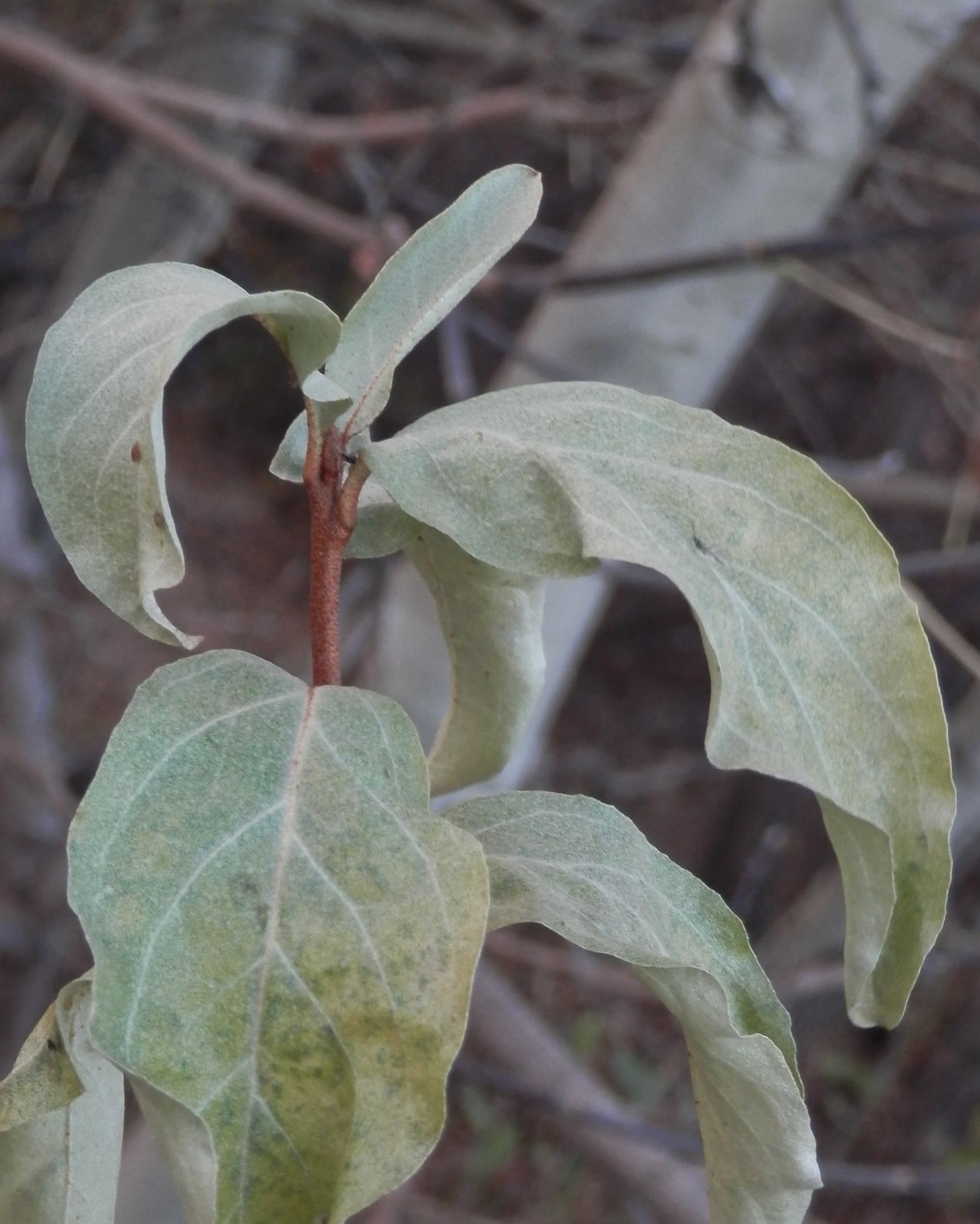 Лох серебристый (Elaeagnus commutata) — заросли кустарника с серебристой листвой