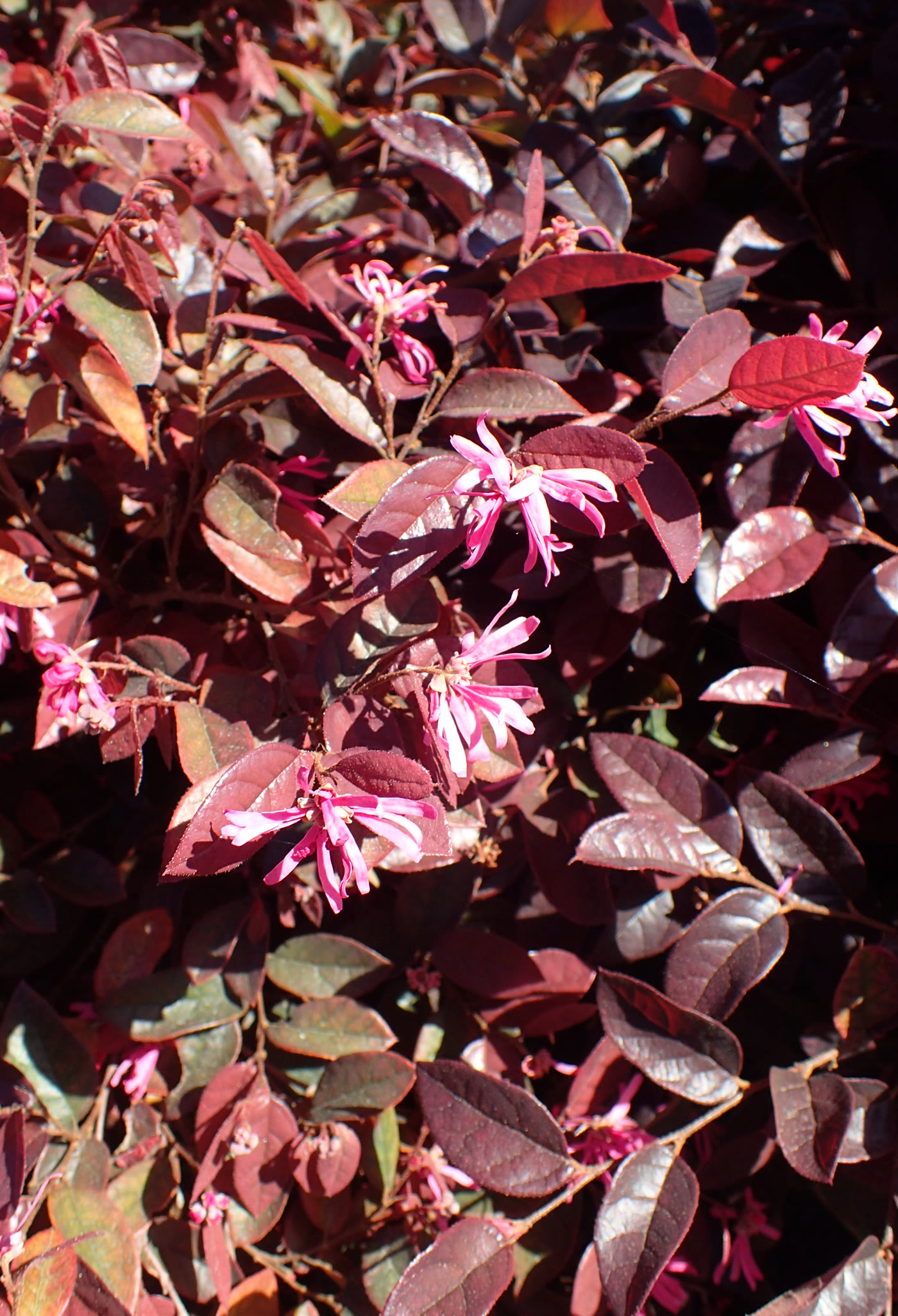 Лоропеталум китайский (Loropetalum chinense) — бордовая листва и лентовидные розовые цветки