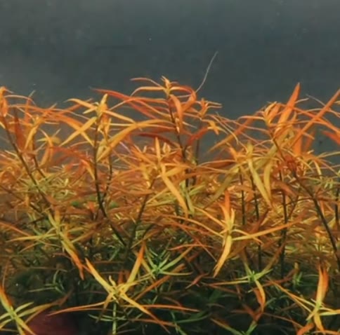 Людвигия аркуата (Ludwigia arcuata) — узкие игольчатые листья медно-красного оттенка под водой