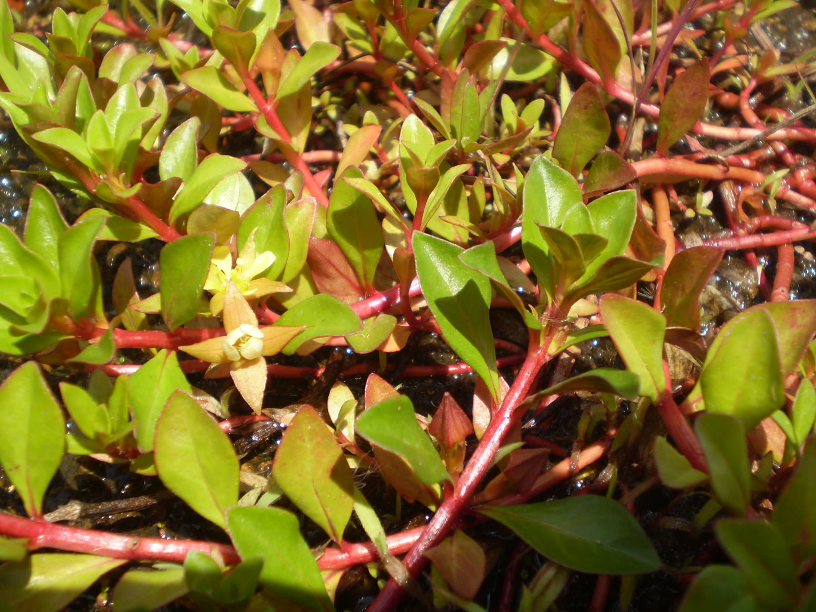 Людвигия ползучая (Ludwigia repens) — розово-красная окраска стеблей и нижней стороны листьев