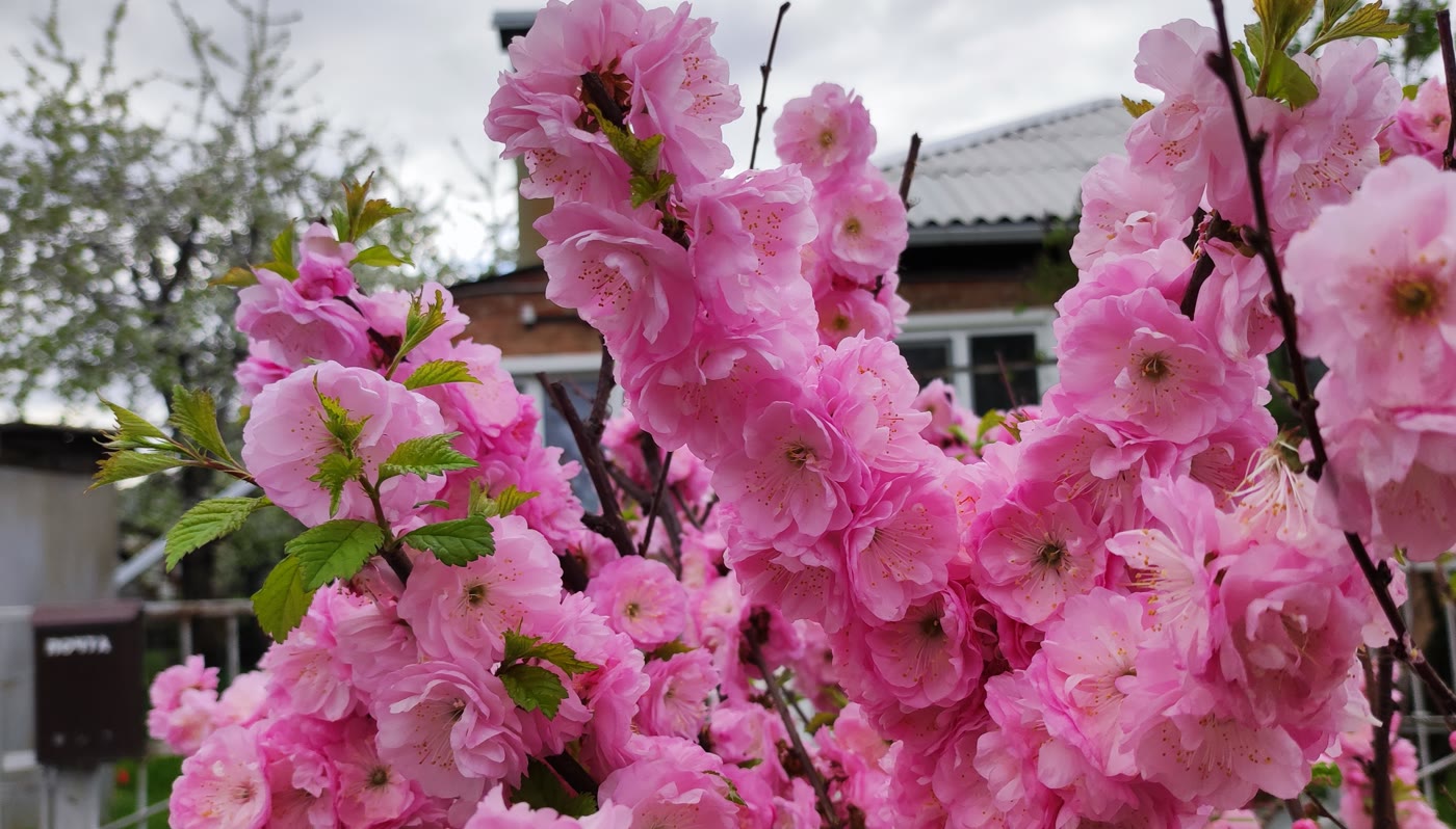 Луизеания трёхлопастная (Prunus triloba) — куст, полностью покрытый розовыми махровыми цветками