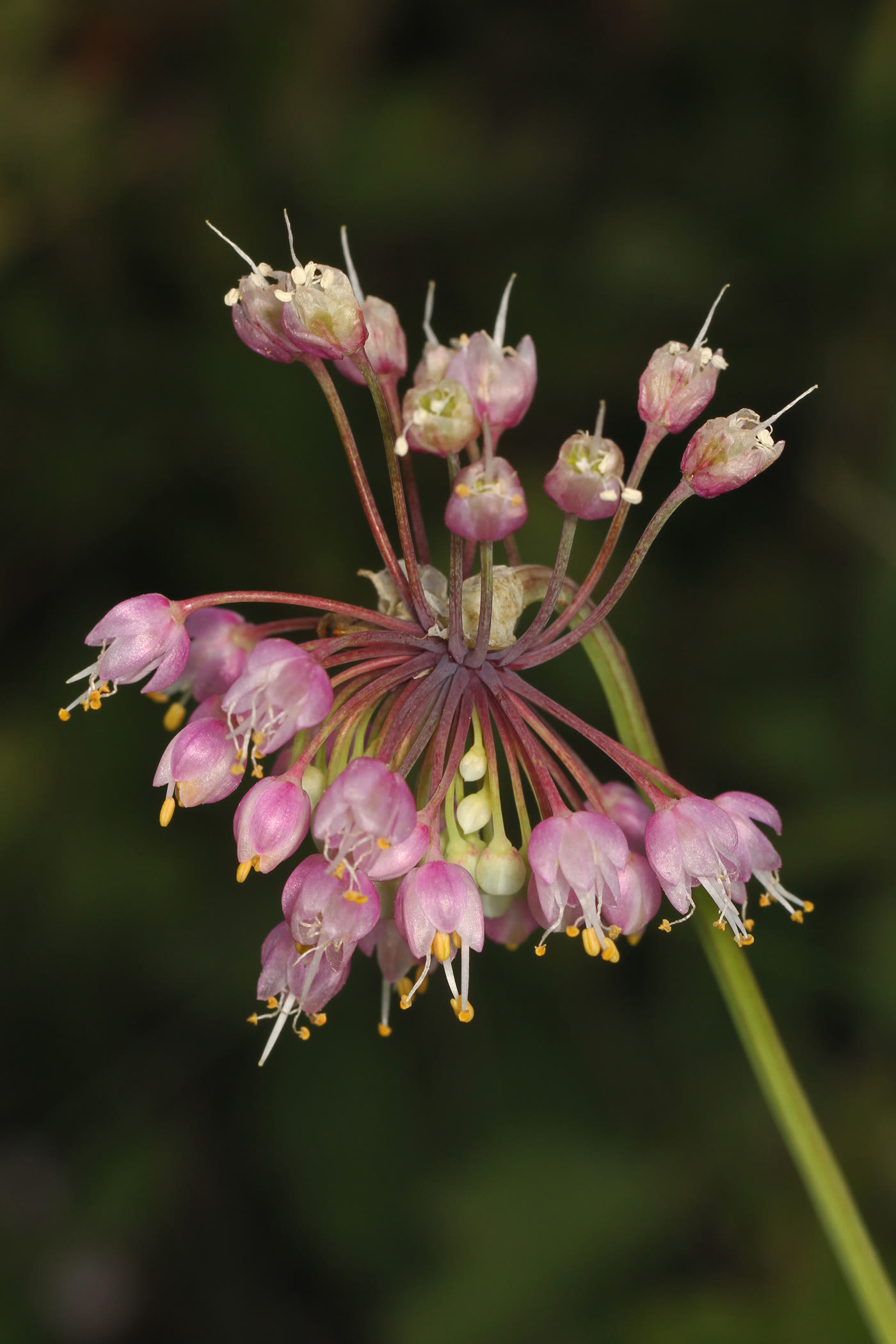 Лук склонённый (Allium cernuum) — розовый поникающий зонтик на изогнутом цветоносе