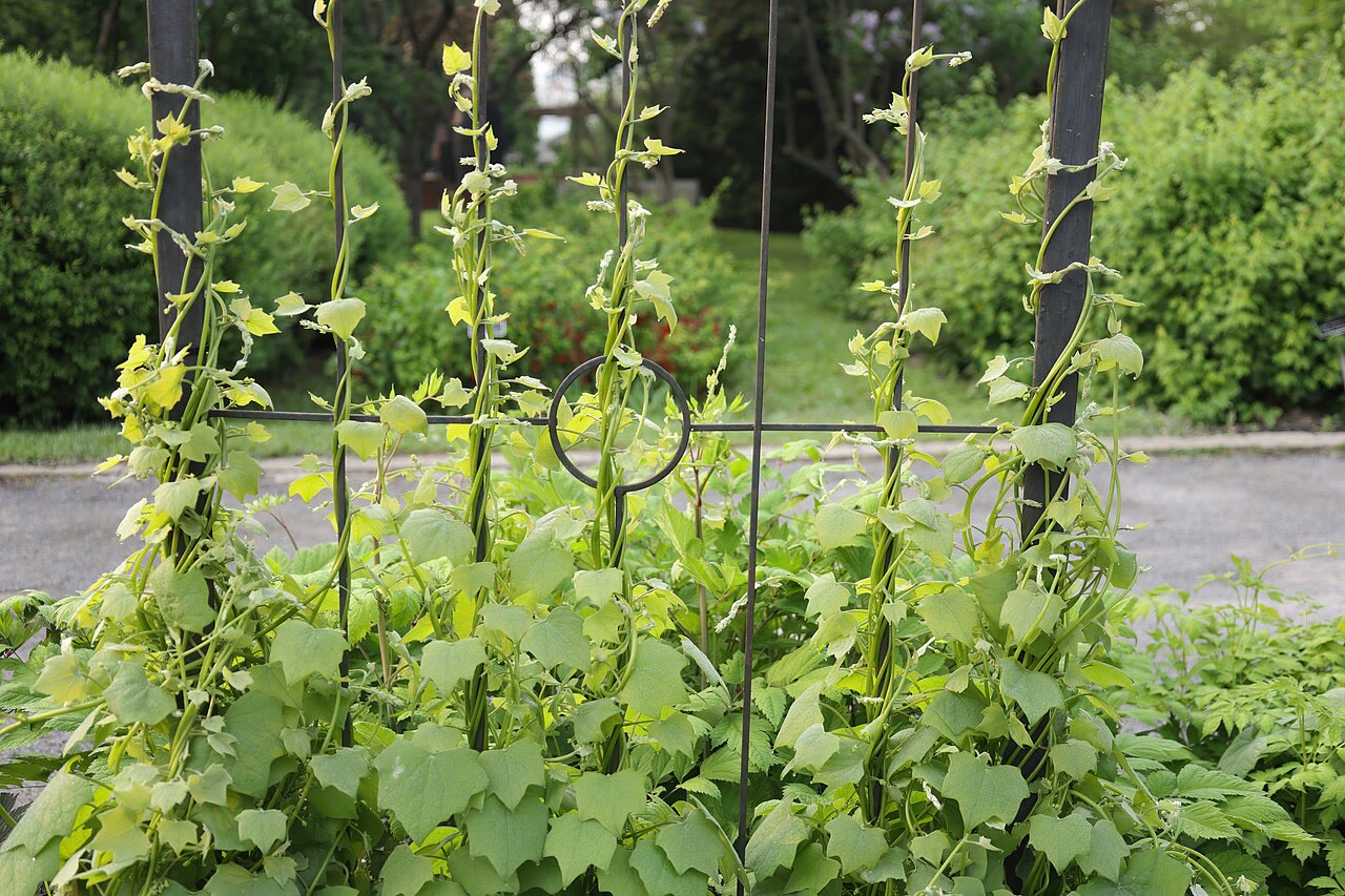 Луносемянник канадский (Menispermum canadense) — щитовидные листья и гроздья ягод