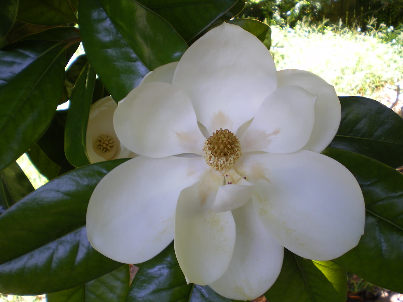 Магнолия крупноцветковая (Magnolia grandiflora) — гигантский кремово-белый цветок на фоне кожистых глянцевых листьев
