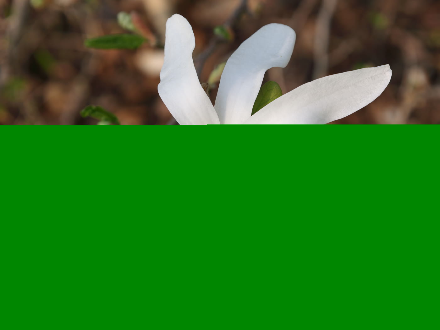Магнолия звёздчатая (Magnolia stellata) в цвету — многочисленные узкие лепестки звездообразных цветков