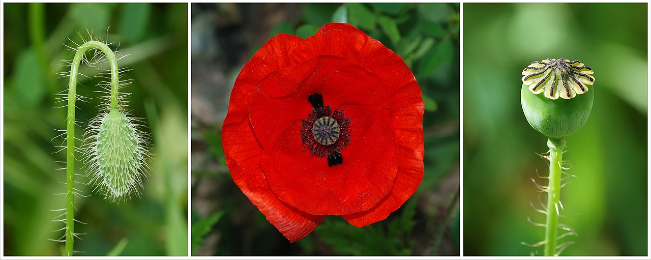 Мак декоративный (Papaver) — внешний вид растения