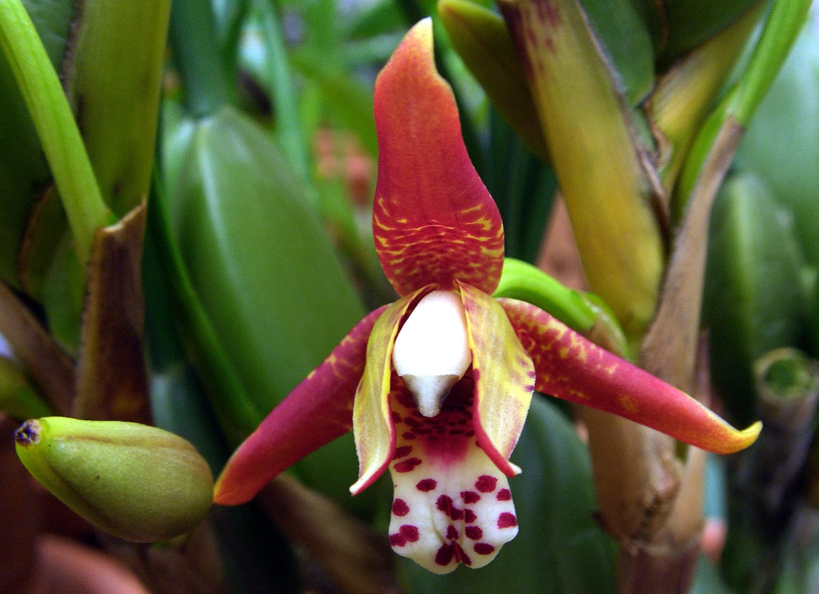 Максиллярия тонколистная (Maxillaria tenuifolia) — травянистая листва с ароматом кокоса