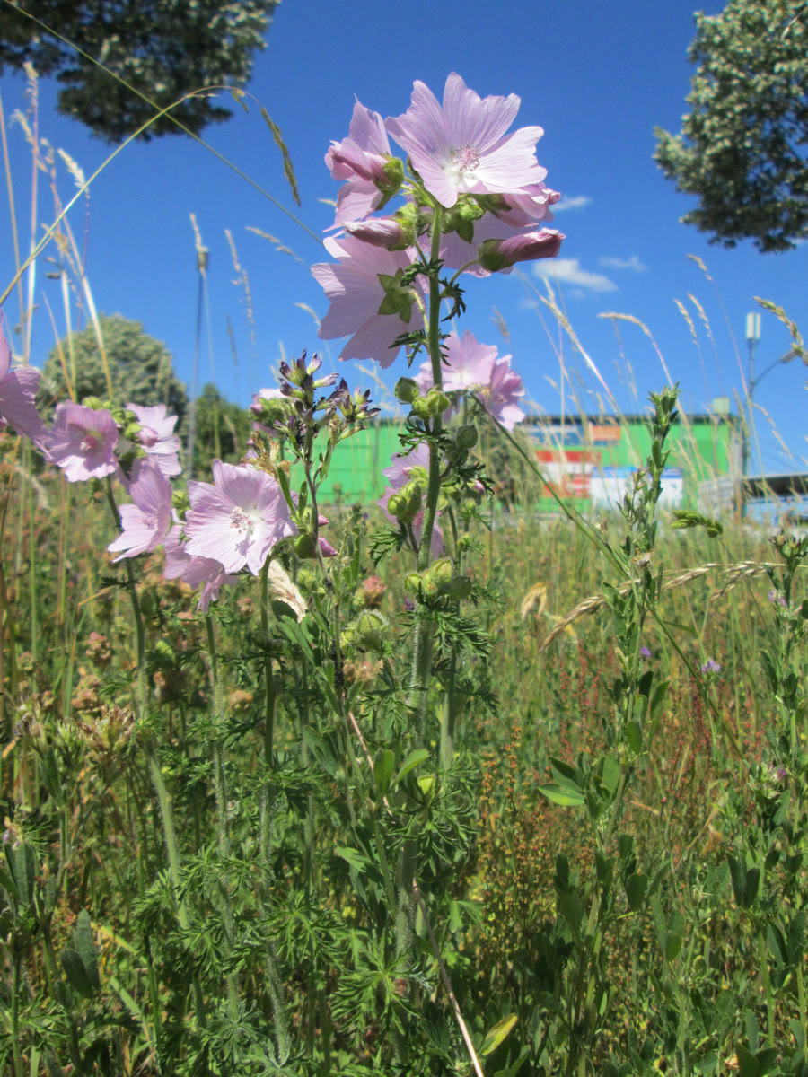 Мальва мускусная (Malva moschata) — рассечённые листья и розовые цветки