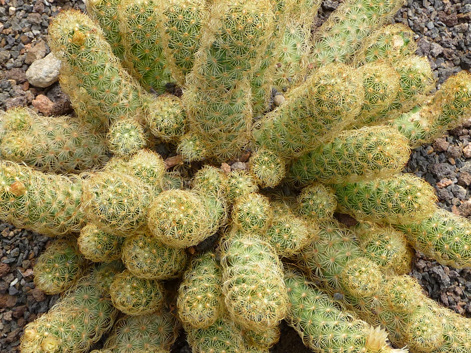 Маммиллярия удлинённая (Mammillaria elongata) — куртинка из тонких стеблей-пальчиков