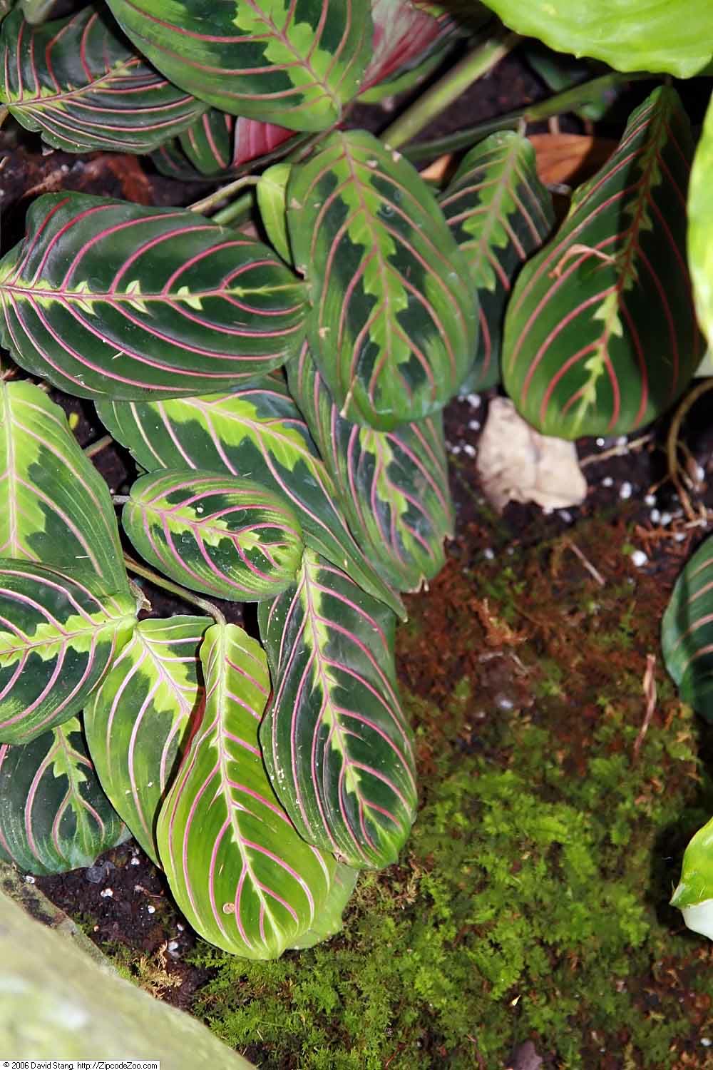 Маранта триколор (Maranta leuconeura var. erythroneura) — крупный план листьев с яркими красными прожилками на тёмно-зелёном фоне
