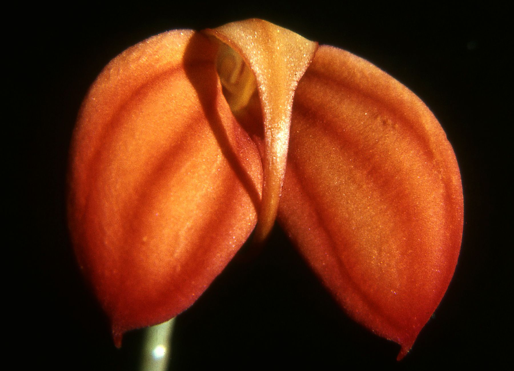 Масдеваллия игнея (Masdevallia ignea) — огненно-оранжево-красный треугольный цветок орхидеи