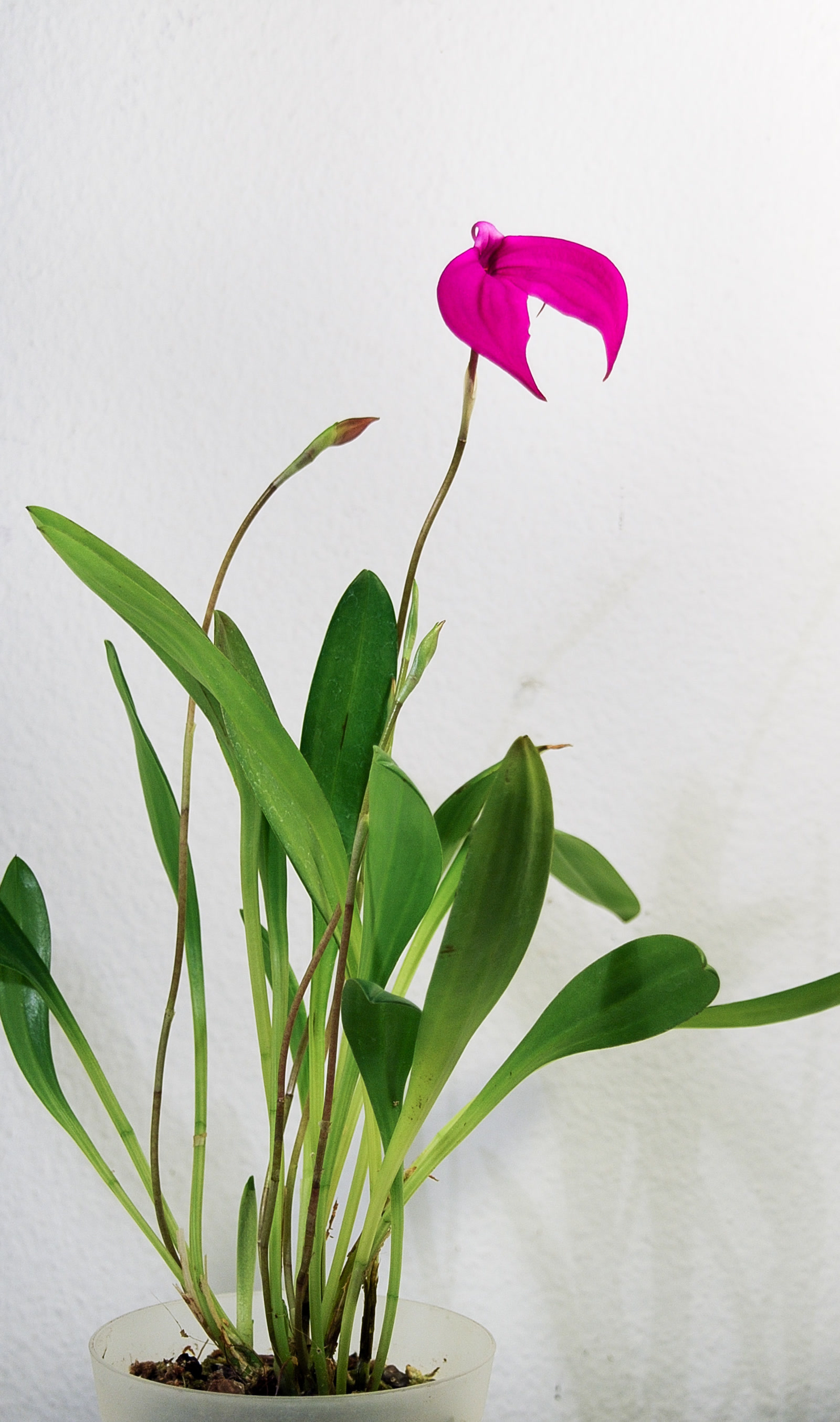 Масдеваллия ярко-красная (Masdevallia coccinea) — треугольные цветки без псевдобульб у растения