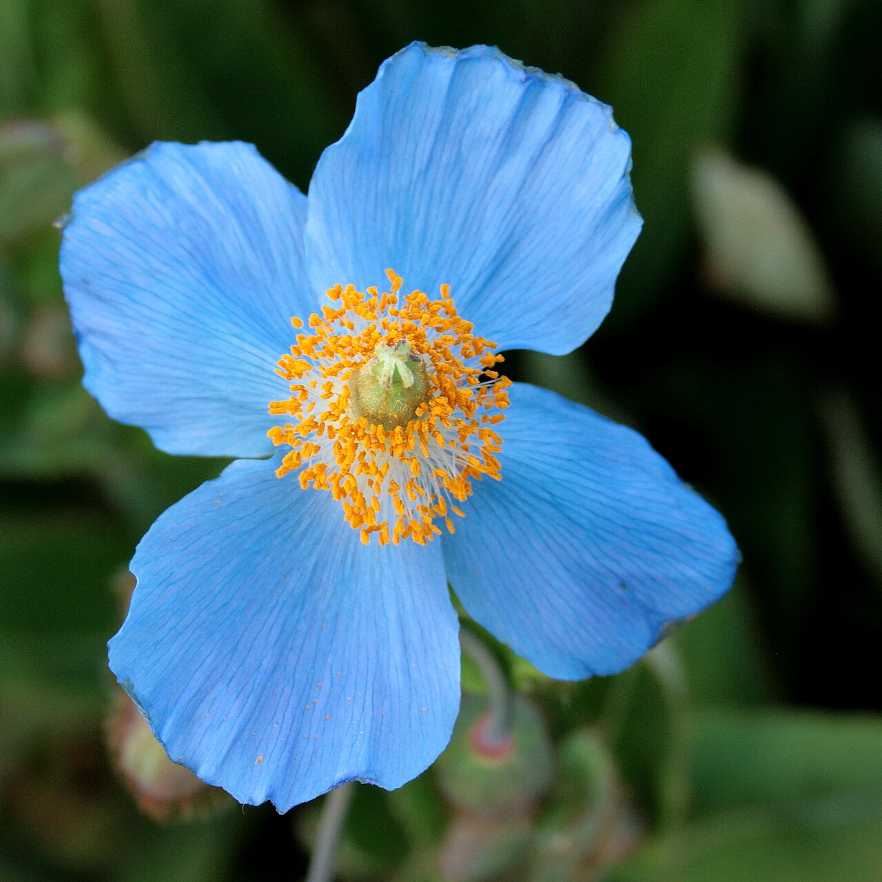 Меконопсис (Meconopsis) — внешний вид растения