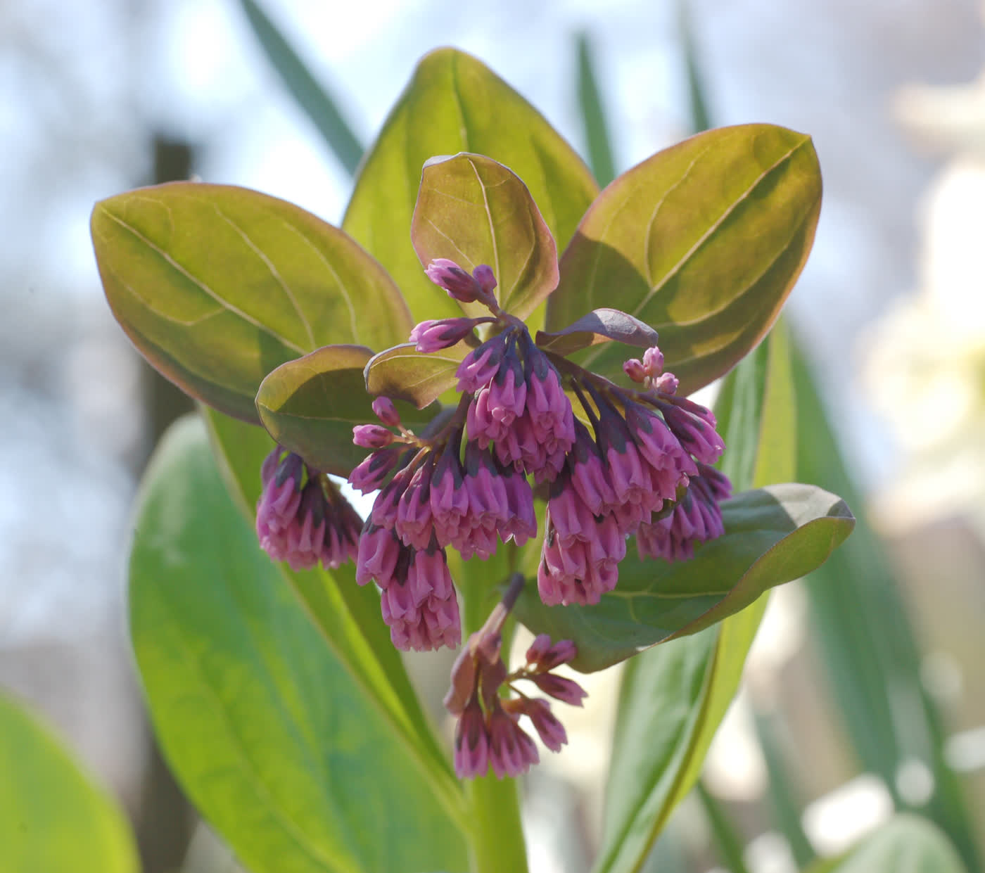 Мертензия виргинская (Mertensia virginica) — розовые бутоны и раскрывшиеся голубые цветки