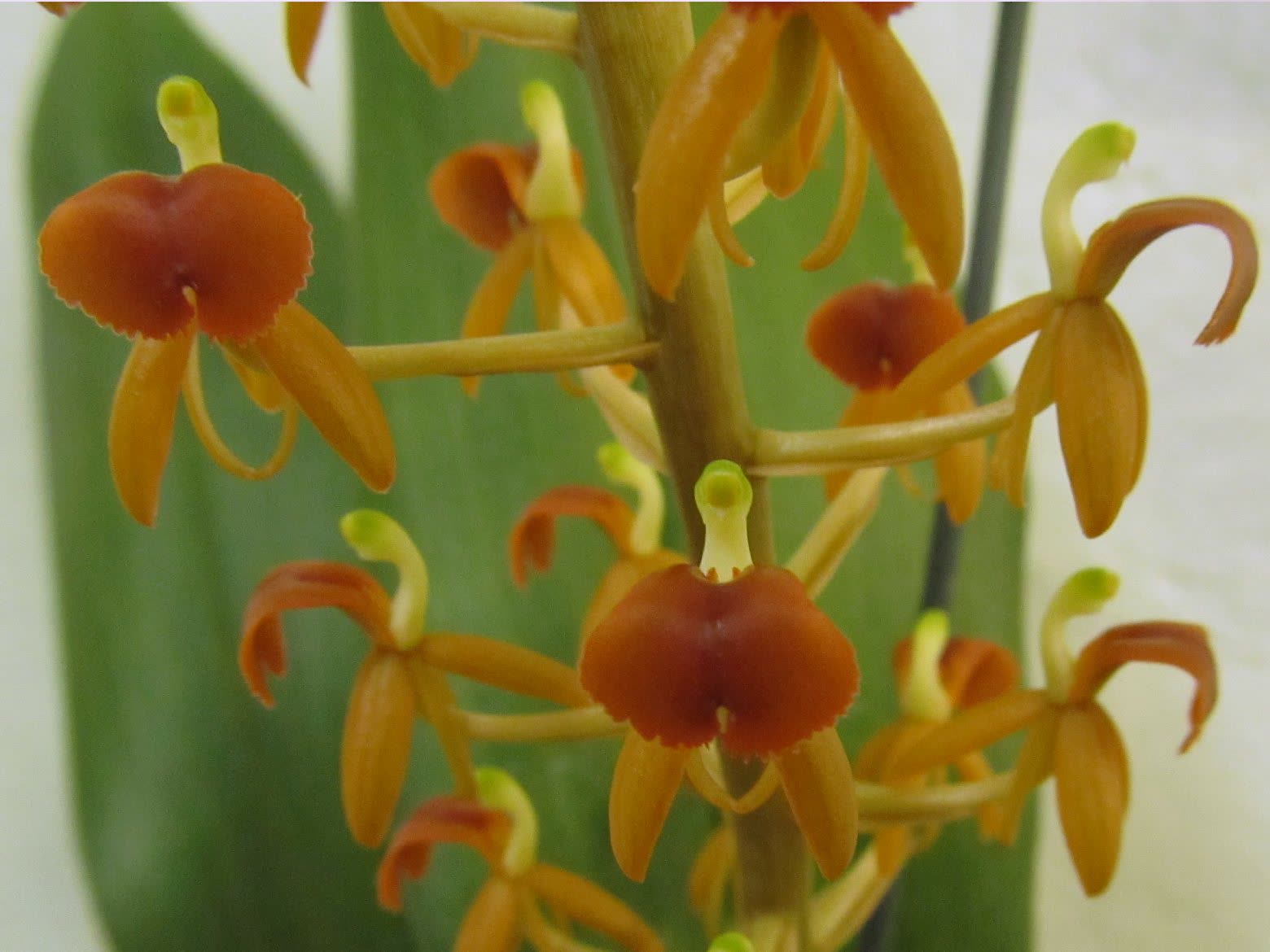 Микростилис слоновий (Malaxis latifolia) — широкие складчатые листья и колос мелких цветков