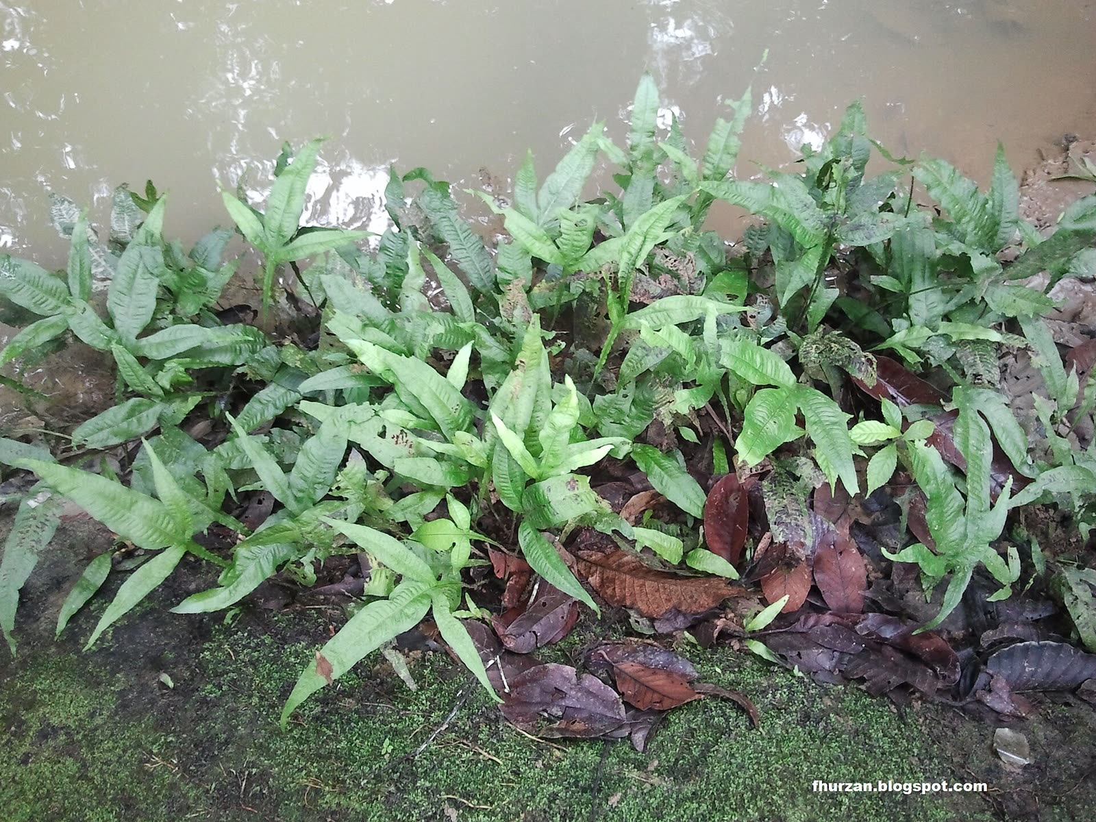 Микрозориум, яванский папоротник (Microsorum pteropus) — заросль на влажном берегу у воды, хорошо видны длинные кожистые вайи