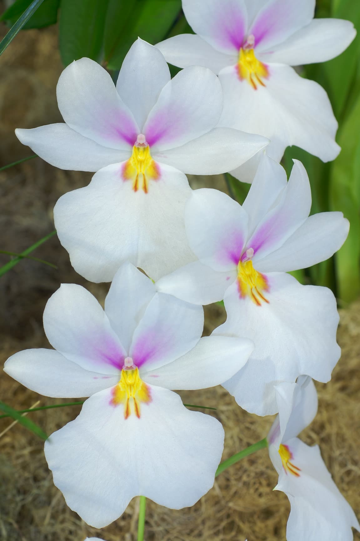 Мильтониопсис вексиллярия (Miltoniopsis vexillaria) — плоский округлый розово-белый цветок с жёлто-красным водопадным узором