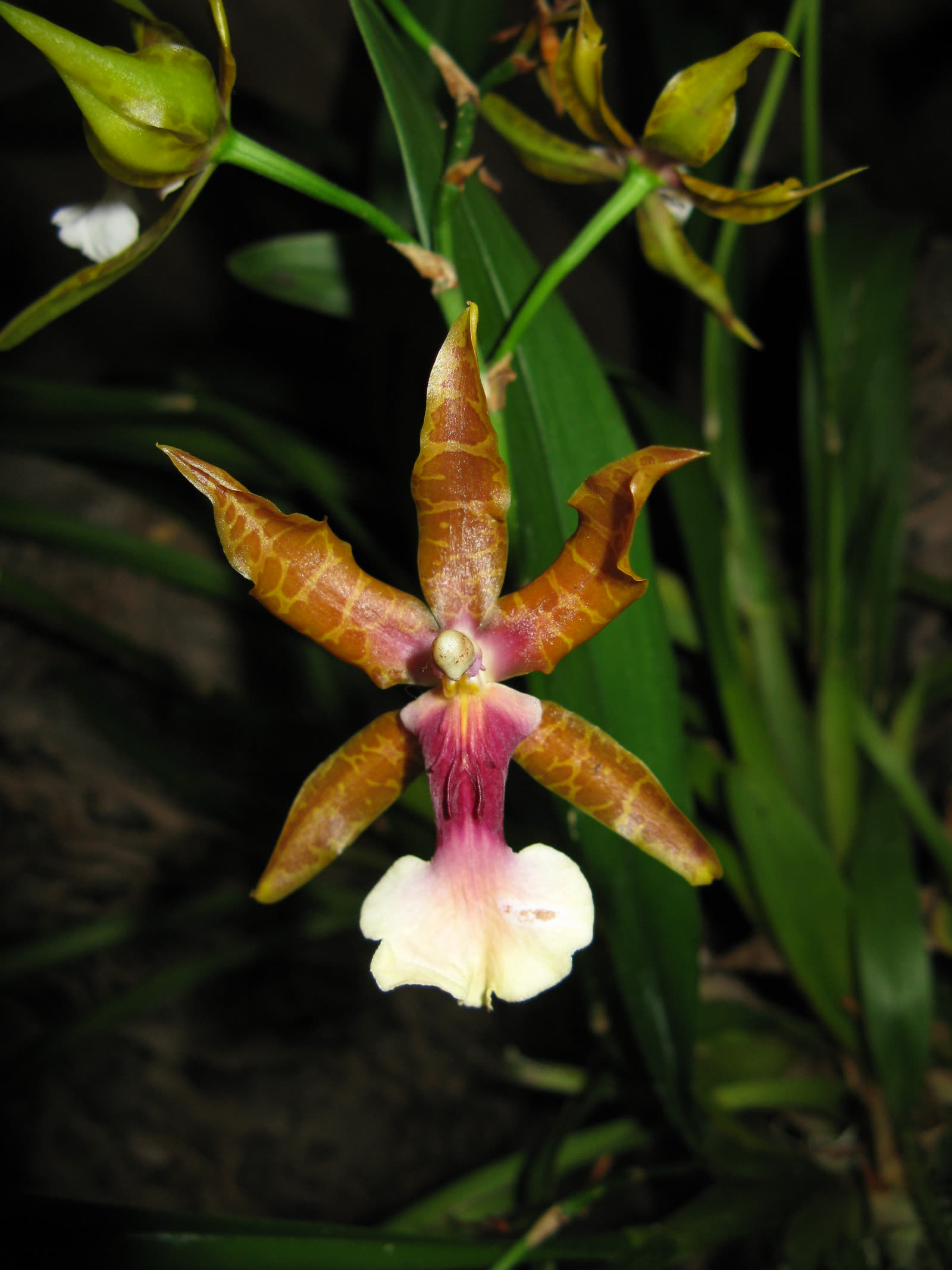 Мильтония клоуза (Miltonia clowesii) — звёздчатые полосатые цветки на ветвящемся цветоносе
