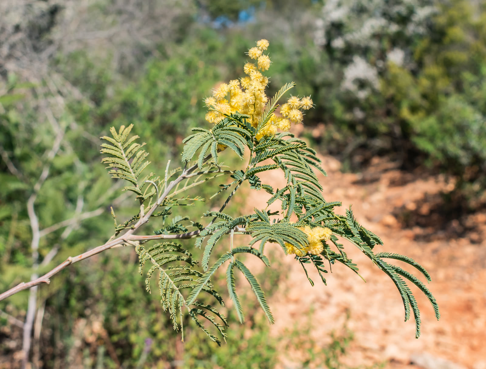 Мимоза, акация серебристая (Acacia dealbata) — цветущая ветка