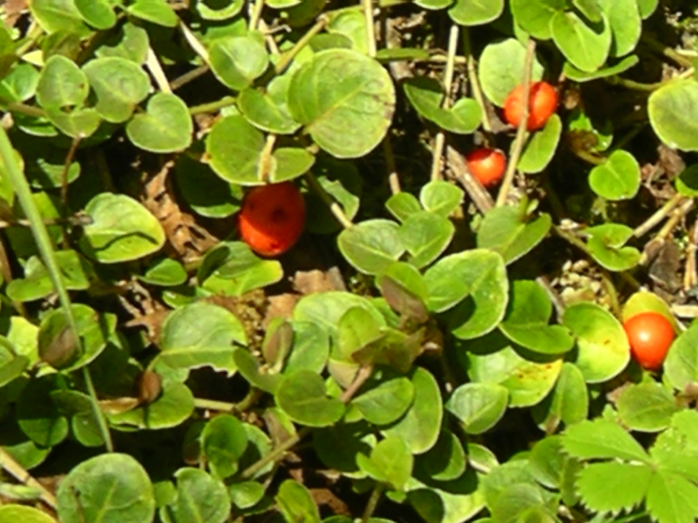 Митчелла ползучая (Mitchella repens) — стелющиеся побеги с парными листьями и ярко-красными ягодами