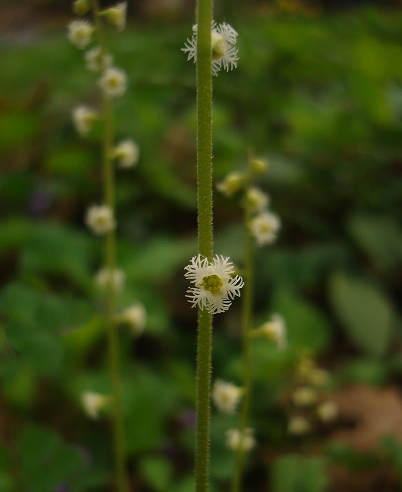 Мителла двулистная (Mitella diphylla) — мелкие бахромчатые цветки-снежинки на тонком цветоносе