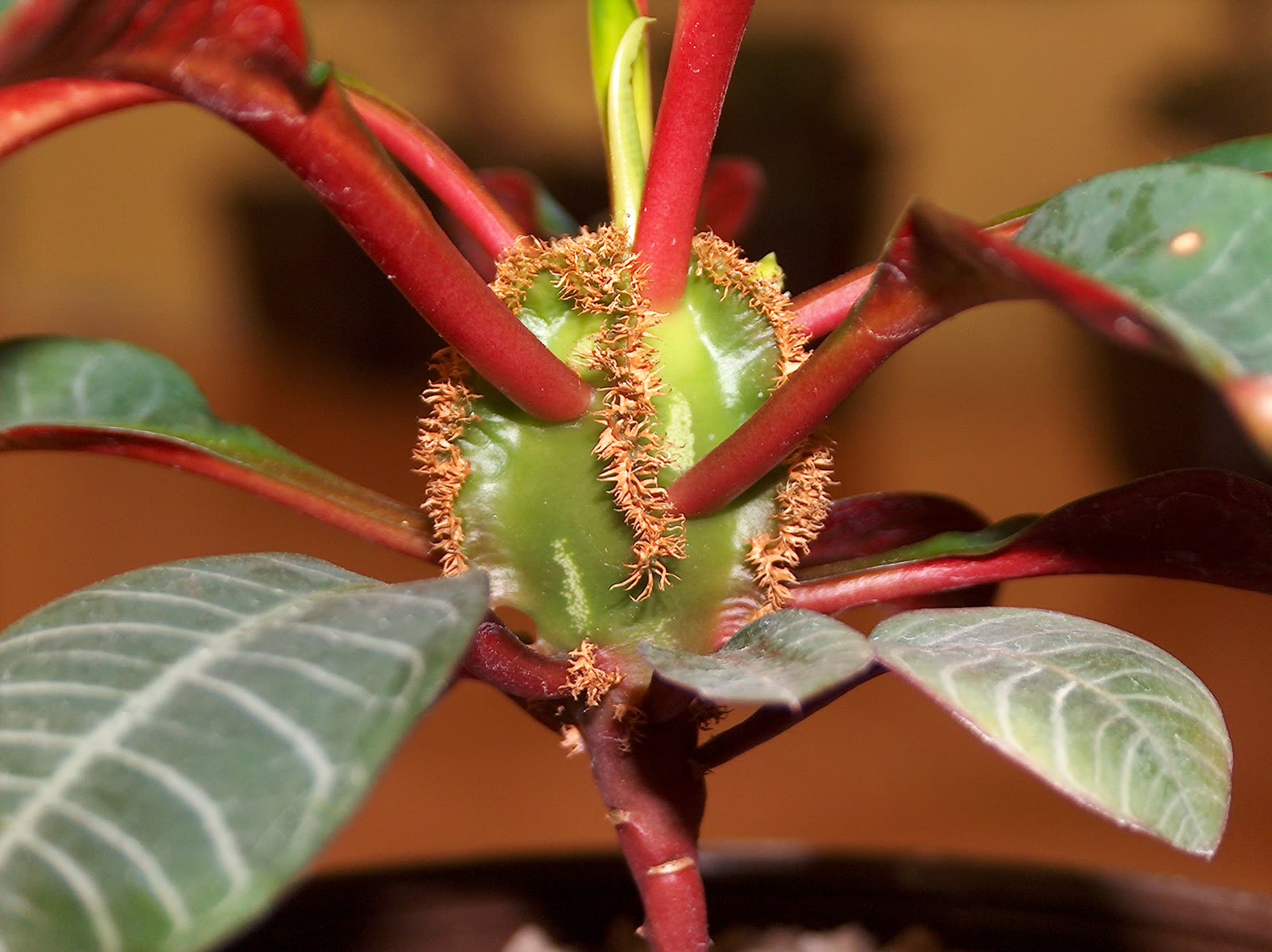Молочай беложильчатый (Euphorbia leuconeura) — крупный план листа с сетью белых прожилок