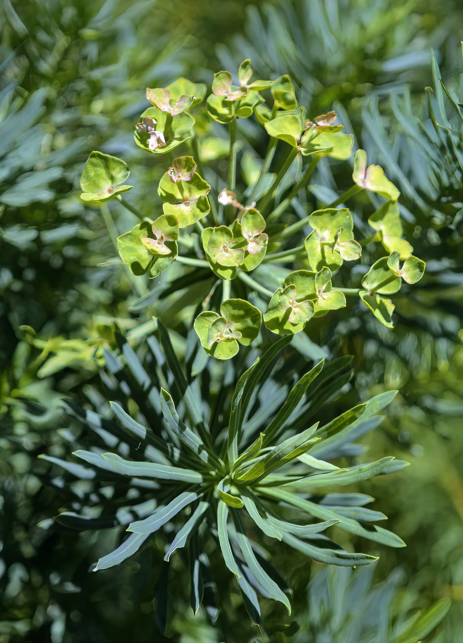 Молочай кипарисовый (Euphorbia cyparissias) — узкая хвоевидная сизо-зелёная листва