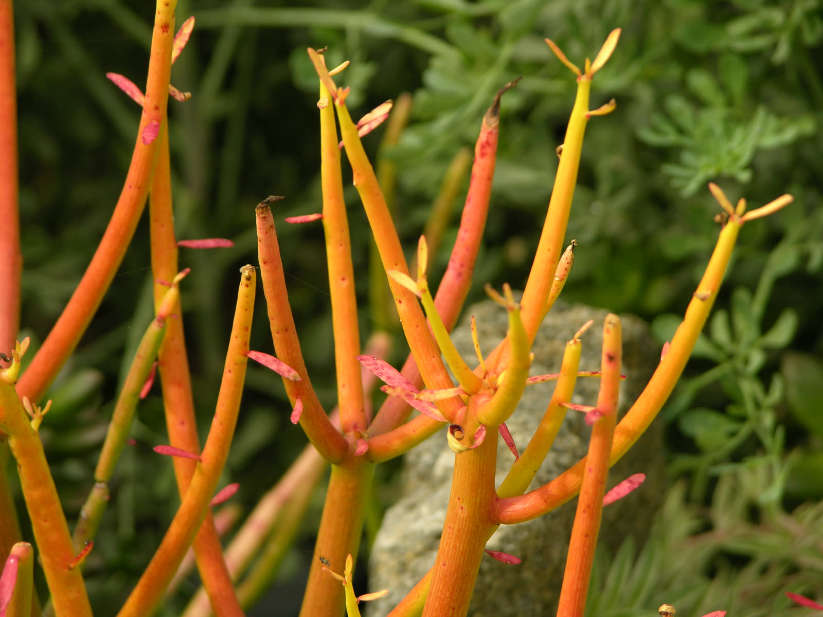 Молочай тирукалли, сорт 'Sticks on Fire' (Euphorbia tirucalli) — крупный план безлистных карандашных стеблей