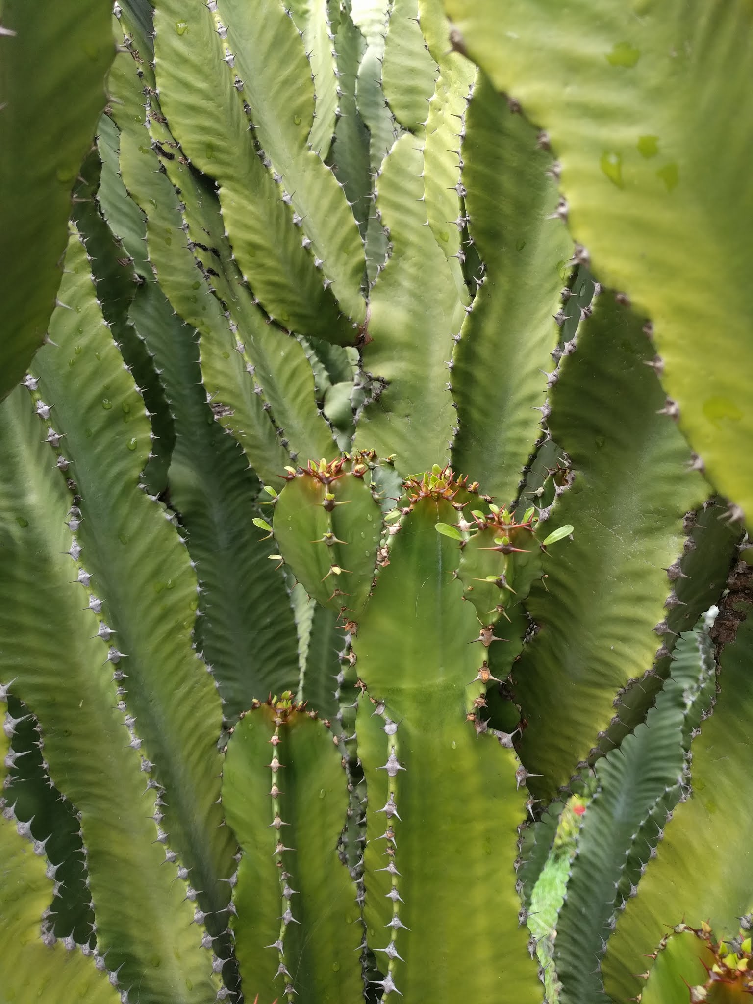 Молочай треугольный (Euphorbia trigona) — крупный план трёхгранных ребристых стеблей с парными шипами вдоль рёбер