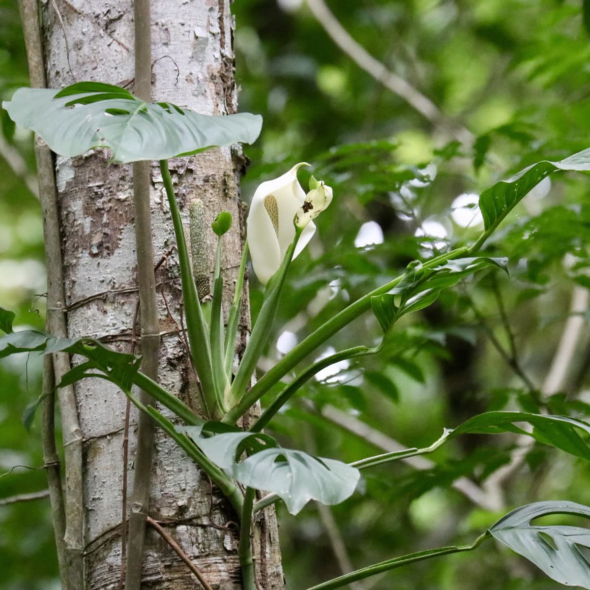 Монстера Адансона (Monstera adansonii) — тонкие листья с множеством овальных отверстий по всей пластине