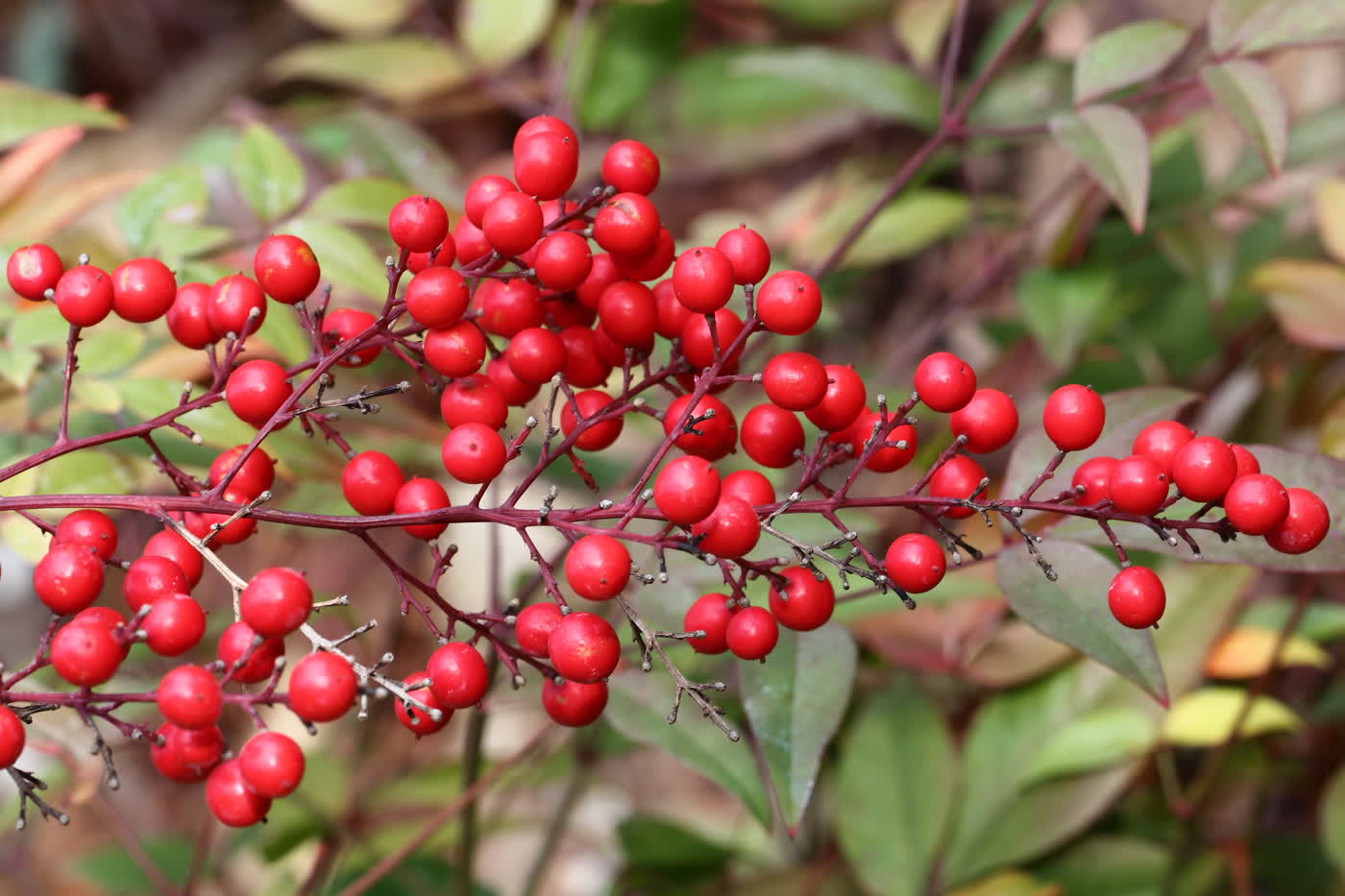 Нандина домашняя (Nandina domestica) — гроздья ярко-красных зимних ягод на фоне ажурной листвы