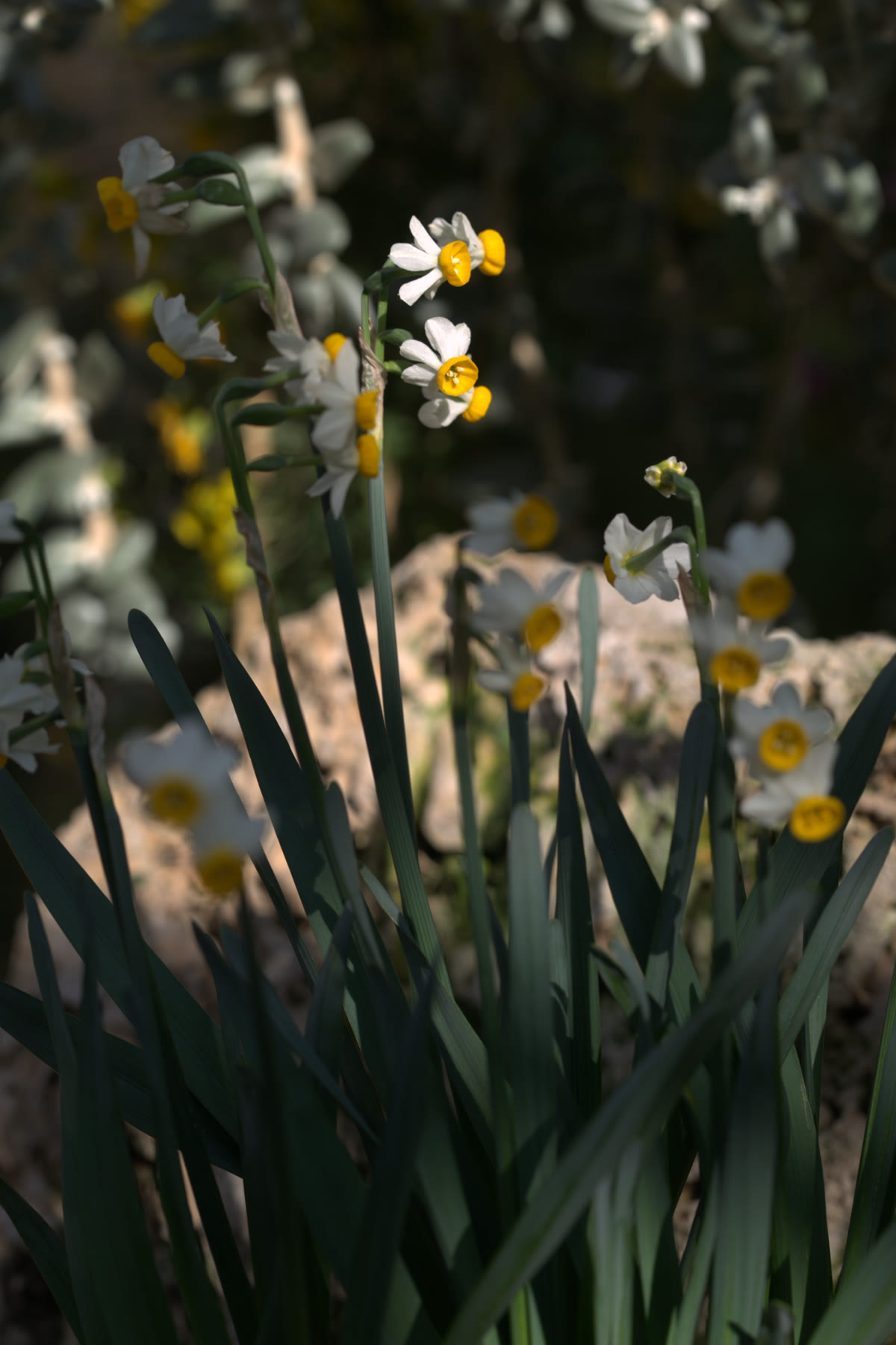 Нарцисс тацетта (Narcissus tazetta) — гроздь мелких душистых цветков на цветоносе