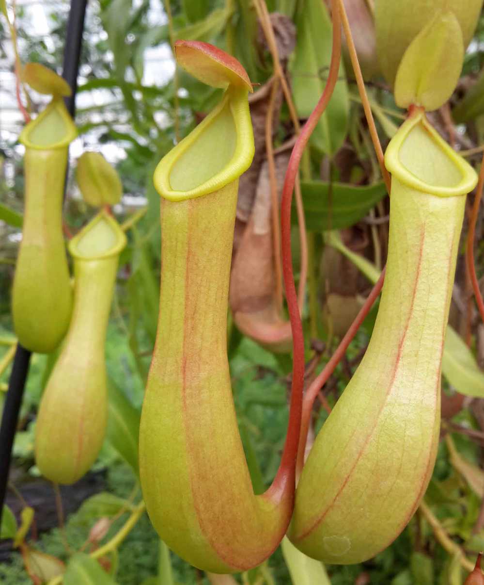 Непентес крылатый (Nepenthes alata) — кувшины с продольными ребристыми крыльями