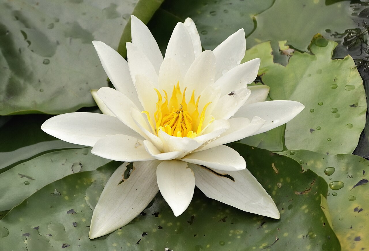 Нимфея (Nymphaea) — внешний вид растения