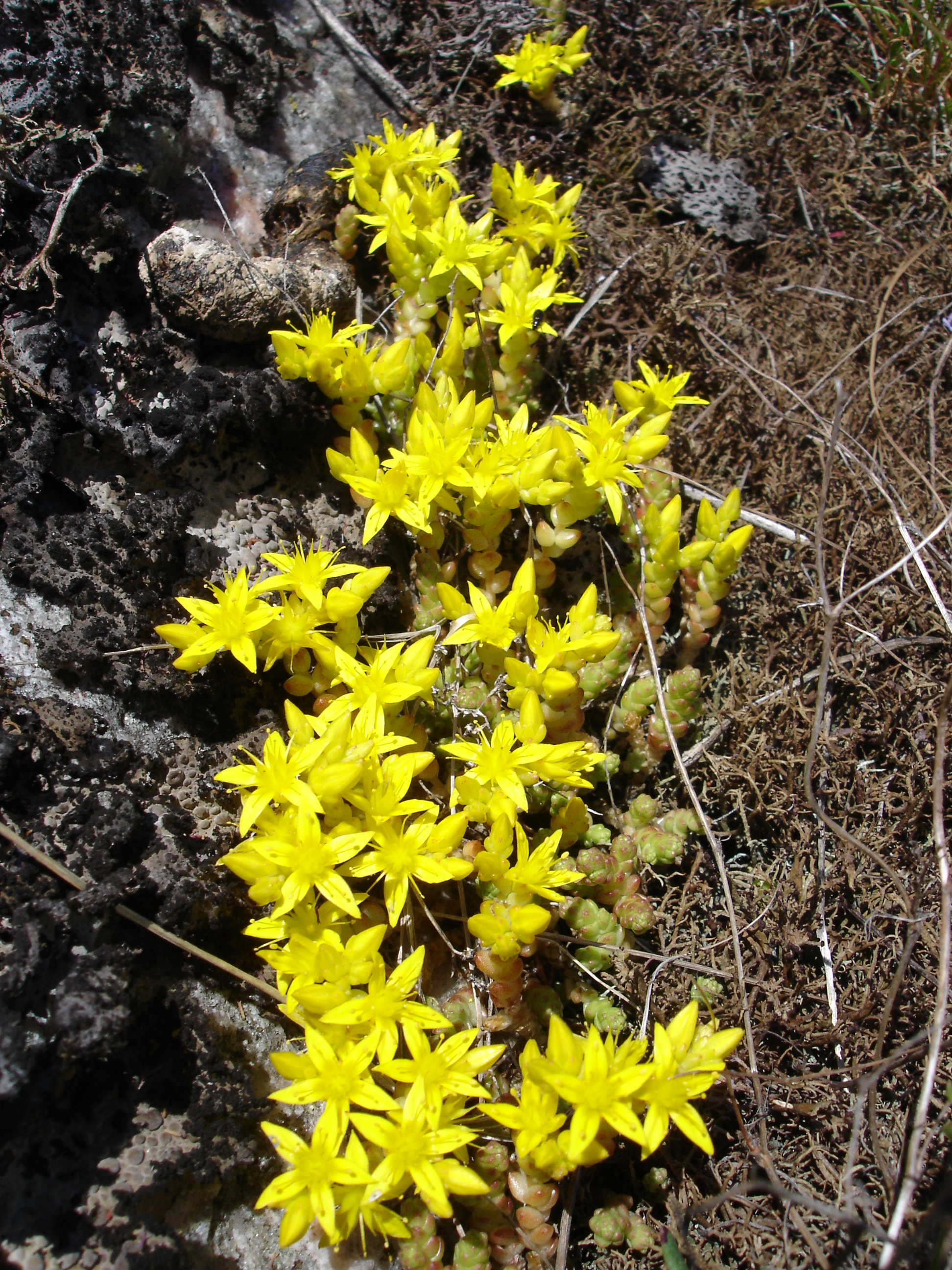 Очиток едкий (Sedum acre) — плотный цветущий коврик с жёлтыми звёздчатыми цветками на камне
