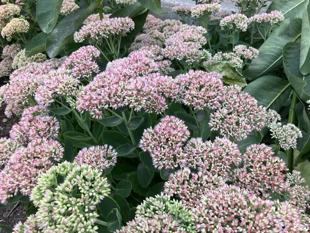 Очиток видный (Sedum spectabile) с плоскими щитками цветов