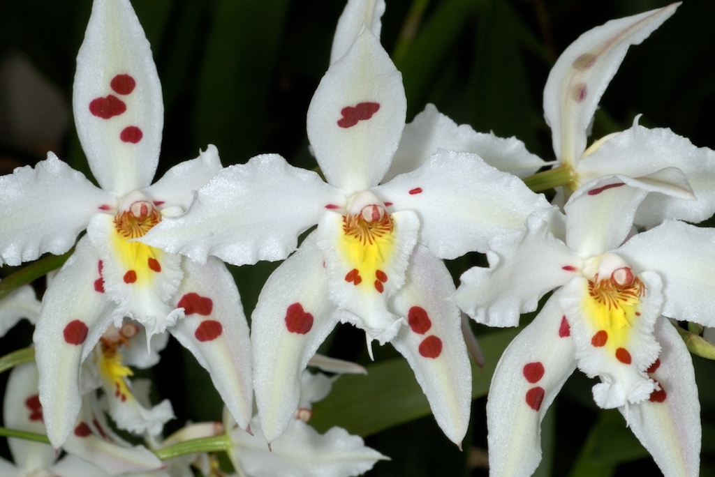 Одонтоглоссум курчавый (Odontoglossum crispum) — гофрированный белый цветок с красно-коричневой крапинкой