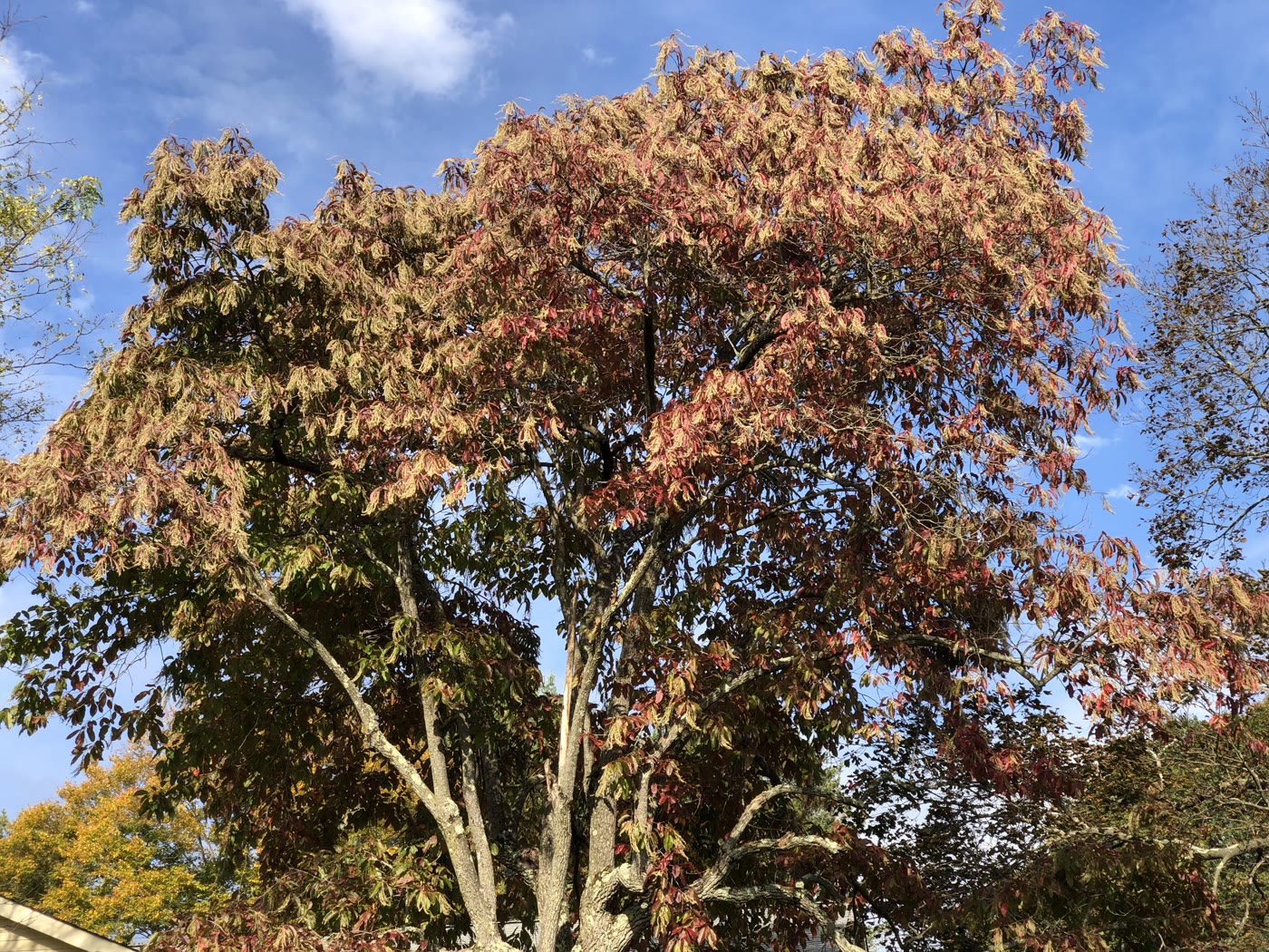 Оксидендрум древовидный (Oxydendrum arboreum) с ярко-красной осенней листвой