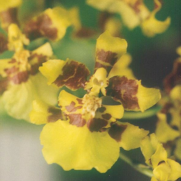 Онцидиум сфацелатум (Oncidium sphacelatum) — длинный ветвящийся цветонос с множеством мелких жёлто-коричневых цветков